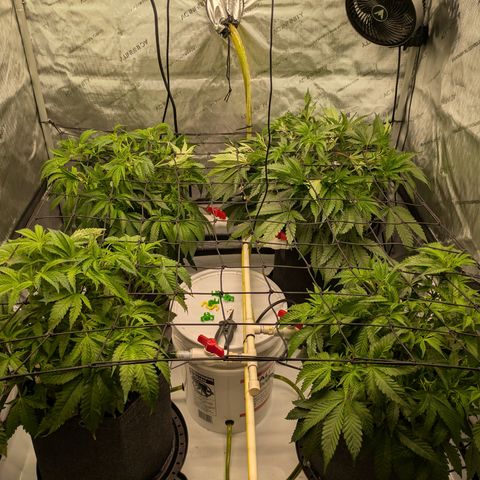 Hella Jelly #1 growlog timeline photo
