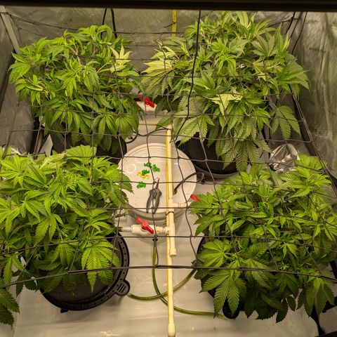 Hella Jelly #1 growlog timeline photo
