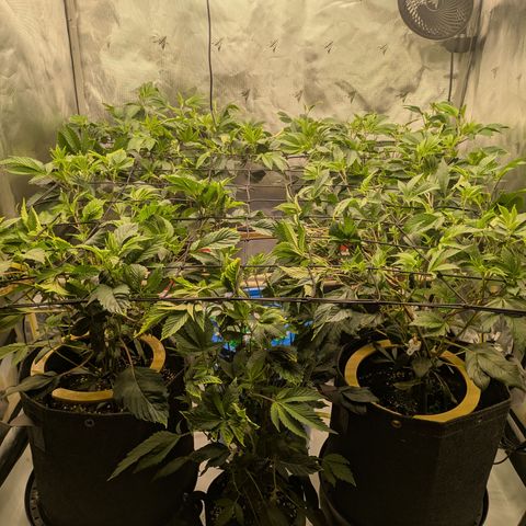 Fortune Cookie X Do-si-do #6 growlog timeline photo