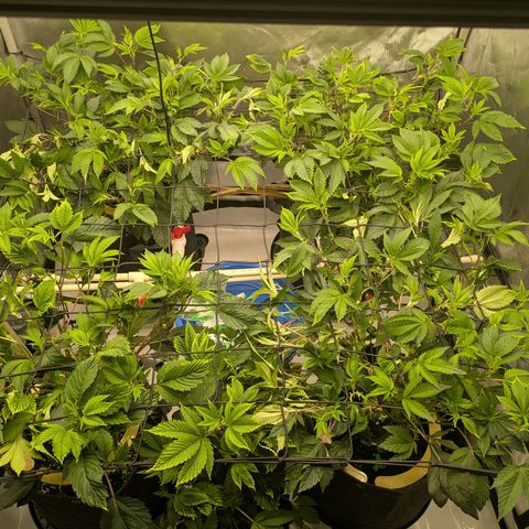 Fortune Cookie X Do-si-do #6 growlog timeline photo