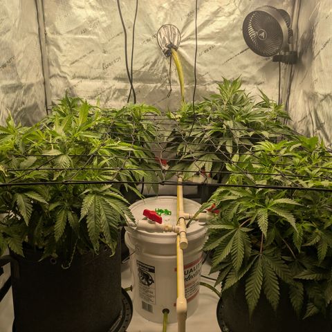 Hella Jelly #1 growlog timeline photo