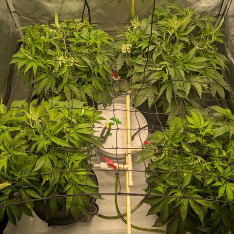 Hella Jelly #1 growlog timeline photo