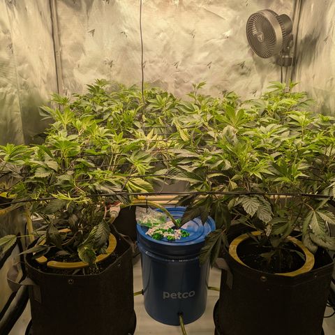 Fortune Cookie X Do-si-do #6 growlog timeline photo