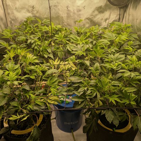 Fortune Cookie X Do-si-do #6 growlog timeline photo