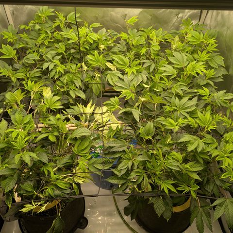Fortune Cookie X Do-si-do #6 growlog timeline photo
