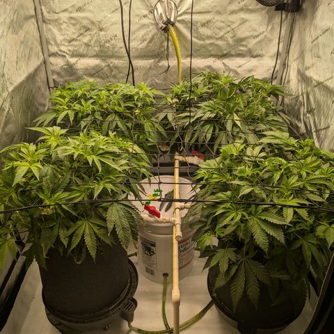 Hella Jelly #1 growlog timeline photo