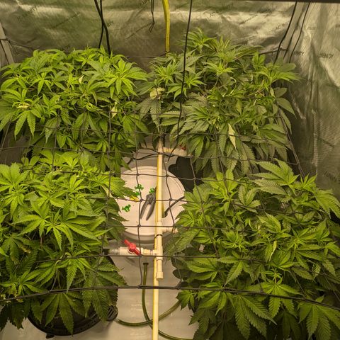 Hella Jelly #1 growlog timeline photo