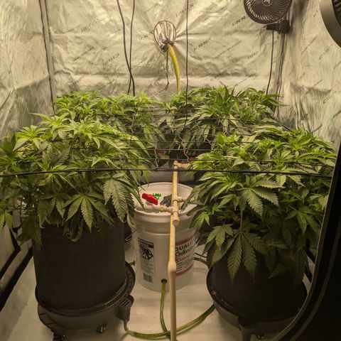 Hella Jelly #1 growlog timeline photo