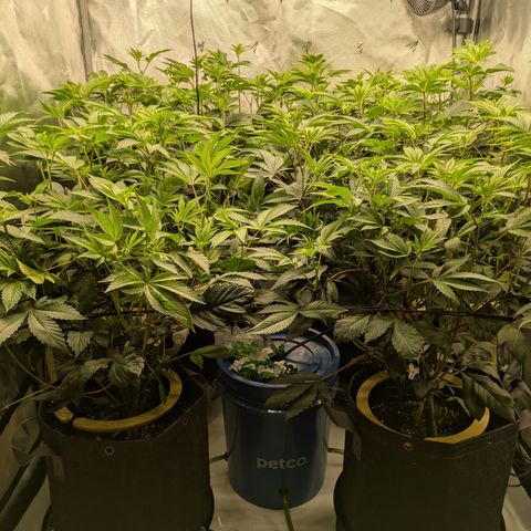Fortune Cookie X Do-si-do #6 growlog timeline photo