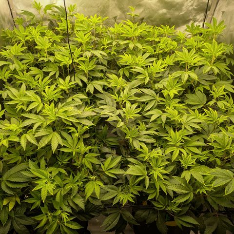 Fortune Cookie X Do-si-do #6 growlog timeline photo