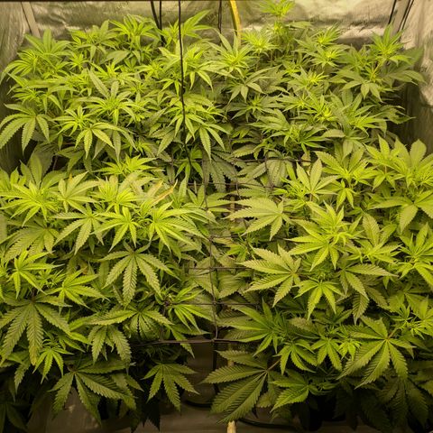 Hella Jelly #1 growlog timeline photo