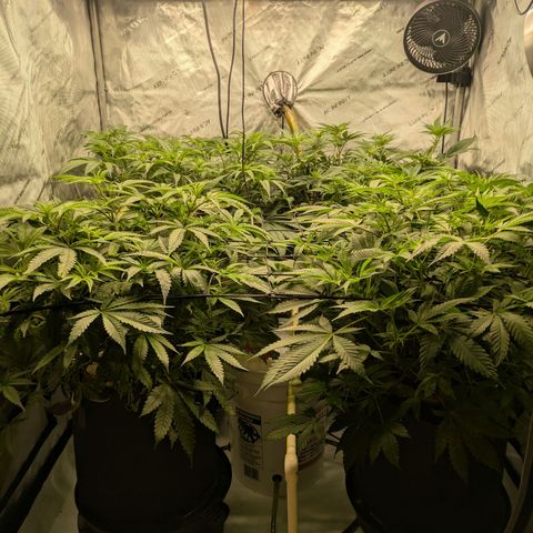 Hella Jelly #1 growlog timeline photo