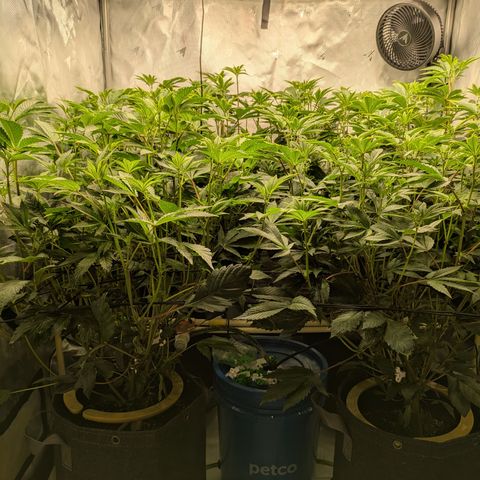 Fortune Cookie X Do-si-do #6 growlog timeline photo