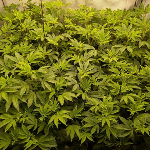 Fortune Cookie X Do-si-do #6 growlog timeline photo
