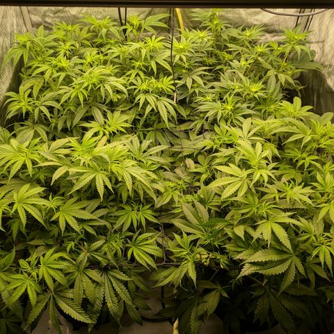 Hella Jelly #1 growlog timeline photo