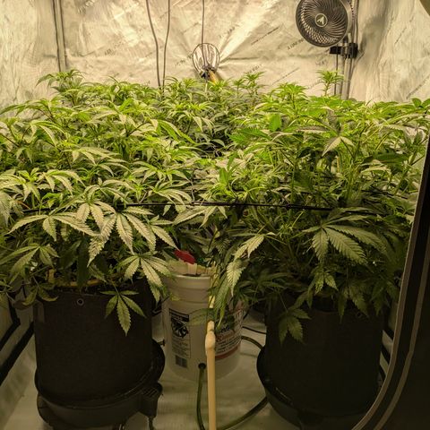Hella Jelly #1 growlog timeline photo