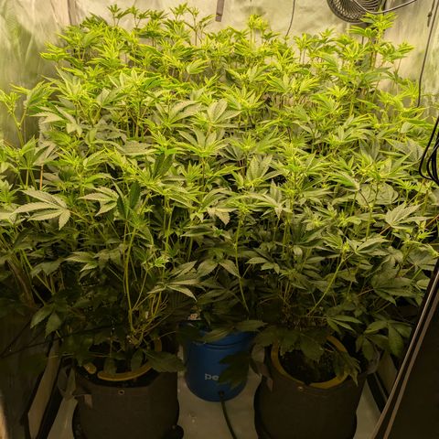 Fortune Cookie X Do-si-do #6 growlog timeline photo