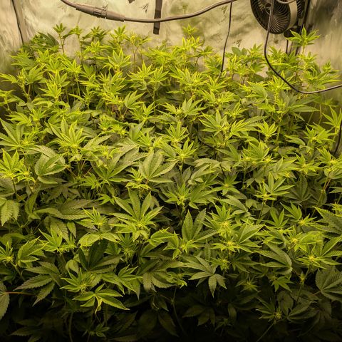 Fortune Cookie X Do-si-do #6 growlog timeline photo