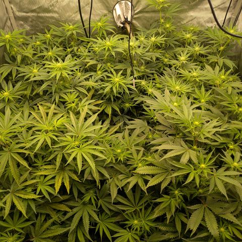 Hella Jelly #1 growlog timeline photo