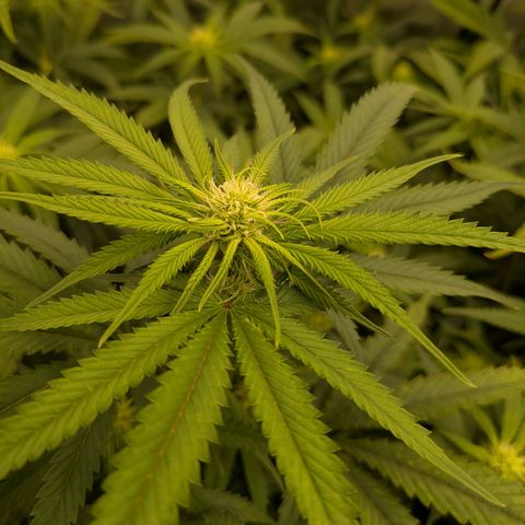 Hella Jelly #1 growlog timeline photo