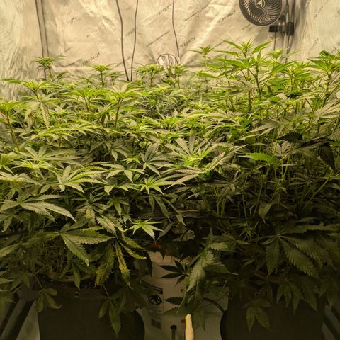Hella Jelly #1 growlog timeline photo