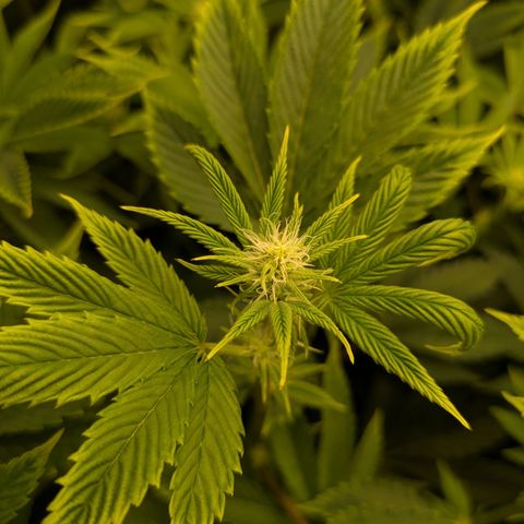Fortune Cookie X Do-si-do #6 growlog timeline photo