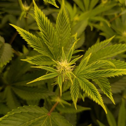 Fortune Cookie X Do-si-do #6 growlog timeline photo
