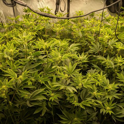 Fortune Cookie X Do-si-do #6 growlog timeline photo