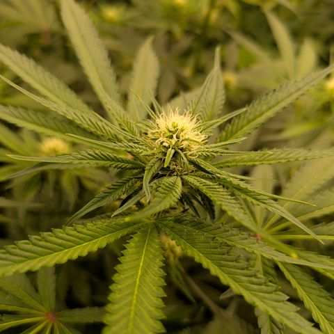 Hella Jelly #1 growlog timeline photo