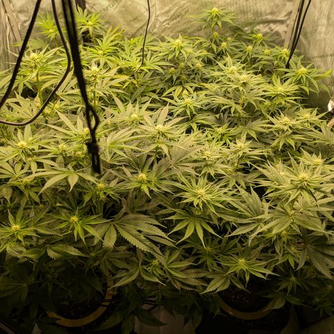 Hella Jelly #1 growlog timeline photo