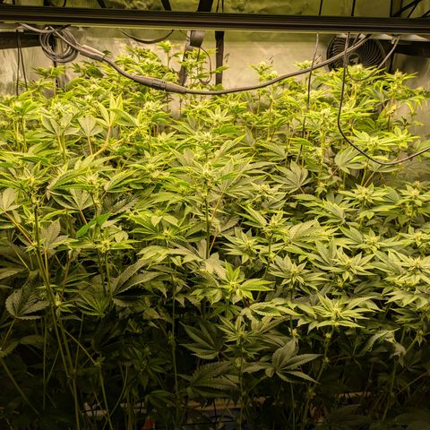 Fortune Cookie X Do-si-do #6 growlog timeline photo