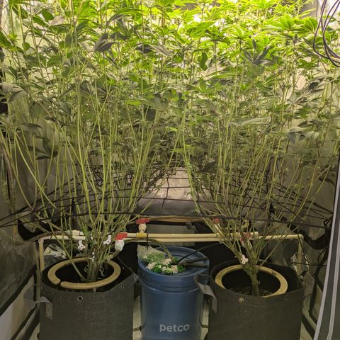 Fortune Cookie X Do-si-do #6 growlog timeline photo