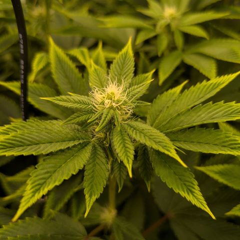 Fortune Cookie X Do-si-do #6 growlog timeline photo