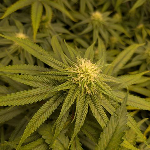 Hella Jelly #1 growlog timeline photo