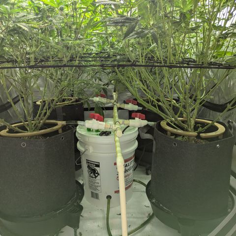 Hella Jelly #1 growlog timeline photo