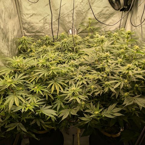 Hella Jelly #1 growlog timeline photo