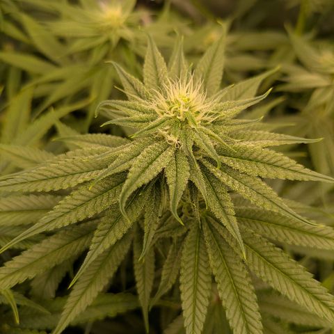 Hella Jelly #1 growlog timeline photo
