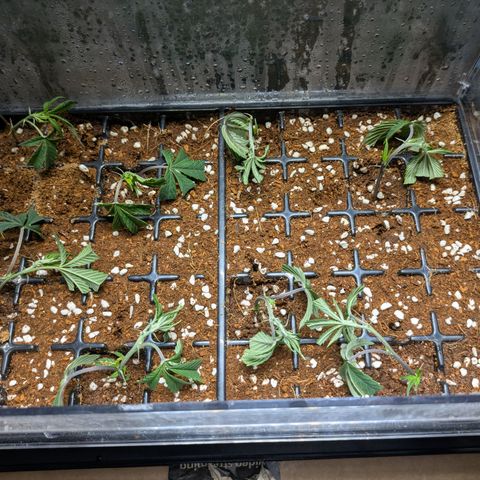 Dosido Cookies #8 growlog timeline photo