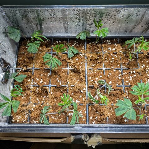 Dosido Cookies #8 growlog timeline photo