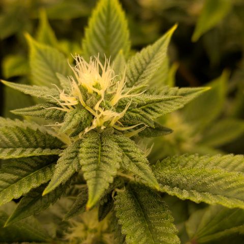 Fortune Cookie X Do-si-do #6 growlog timeline photo
