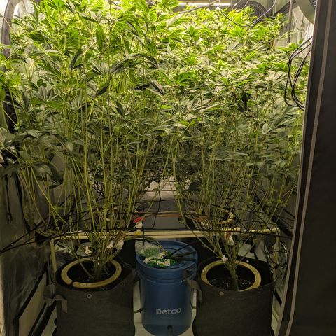 Fortune Cookie X Do-si-do #6 growlog timeline photo