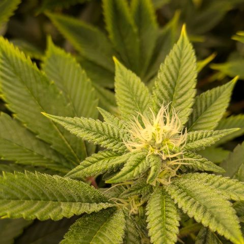 Fortune Cookie X Do-si-do #6 growlog timeline photo