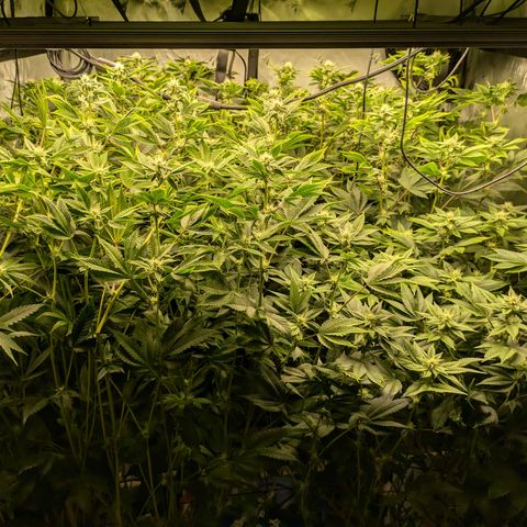 Fortune Cookie X Do-si-do #6 growlog timeline photo