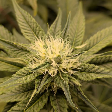 Hella Jelly #1 growlog timeline photo
