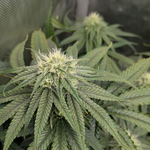 Hella Jelly #1 growlog timeline photo