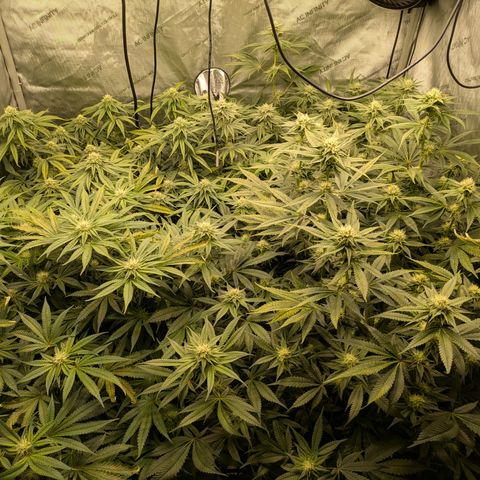 Hella Jelly #1 growlog timeline photo