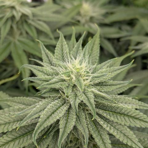 Hella Jelly #1 growlog timeline photo