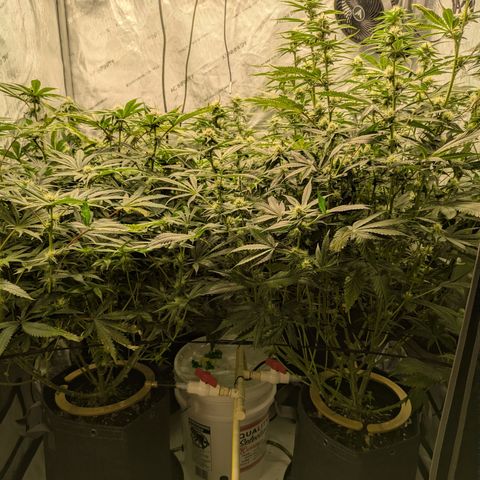Hella Jelly #1 growlog timeline photo