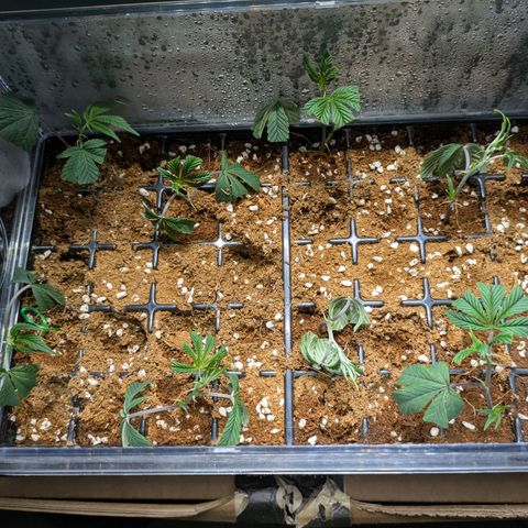 Dosido Cookies #8 growlog timeline photo