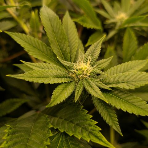 Fortune Cookie X Do-si-do #6 growlog timeline photo